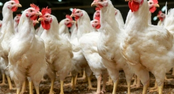 Goiás endurece medidas para evitar chegada da gripe aviária ao estado